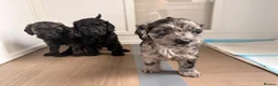 Cockapoo dogs for sale: STUNNING TOY COCKAPOOS  in Withernsea - Advert 10