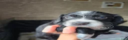 Sprocker dogs for sale: sprocker puppies - Advert 7