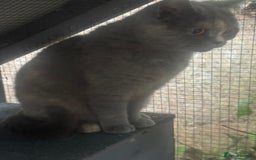 British Shorthair cats for sale: Adult Tica active blue tortie  - Image 3