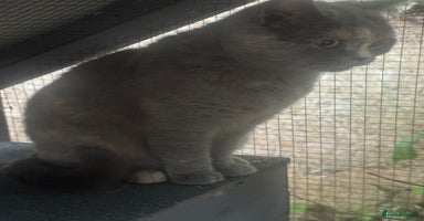 British Shorthair cats - Advert 3
