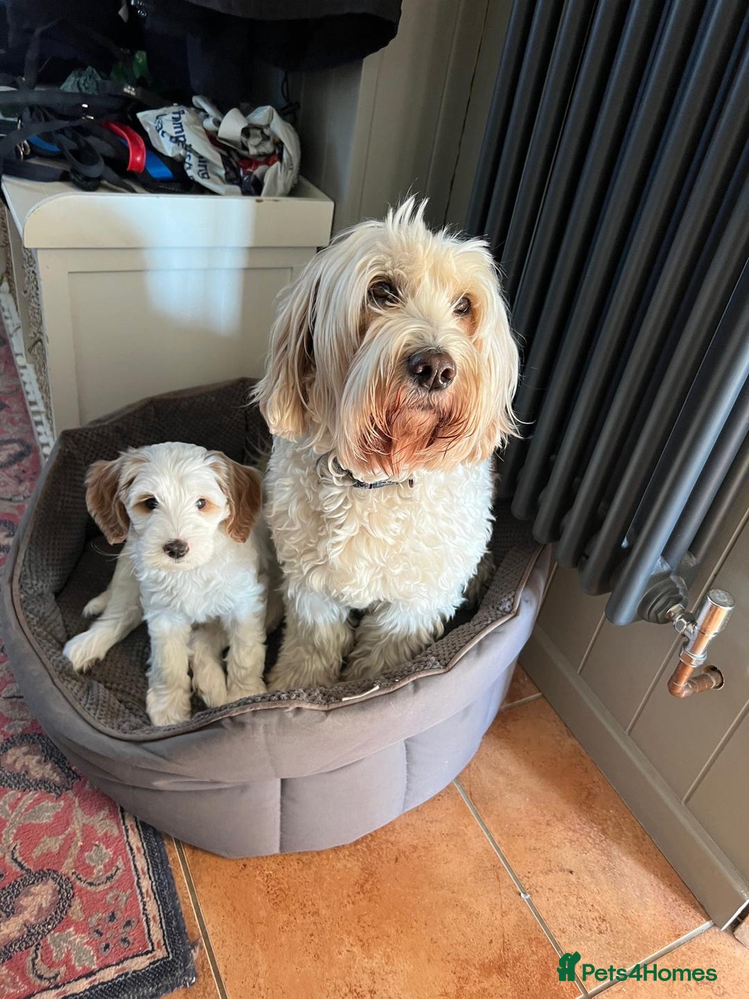 Australian Labradoodle dogs for stud: Proven extensively health tested gorgeous stud - Image 33