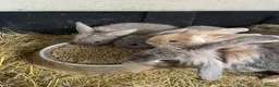 Mini Lion Lop rabbits for sale: Mini lion lop rabbits for sale - Advert 8