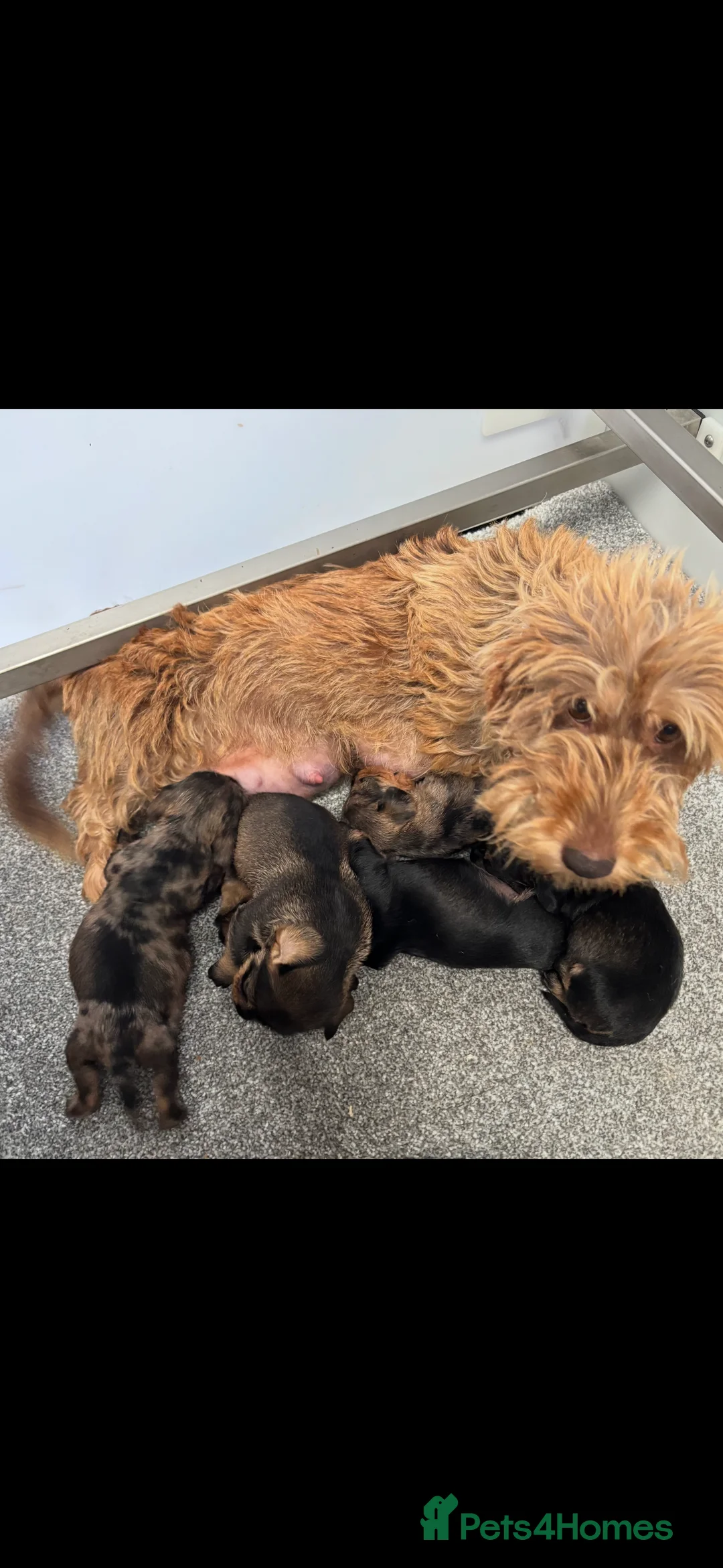 Miniature Dachshund dogs for sale: Miniature WIRE haired dachshund  - Advert 2