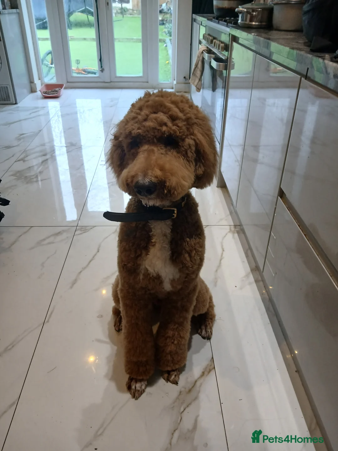 Standard Poodle dogs for sale: Standard poodle  - Advert 2