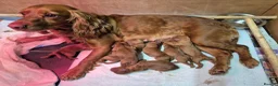 Sprocker dogs for sale: Fox red sprocker puppies - Advert 4