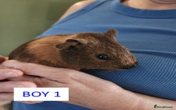 Guinea Pig rodents for sale: Male Guinea Pigs For Sale - Image 2