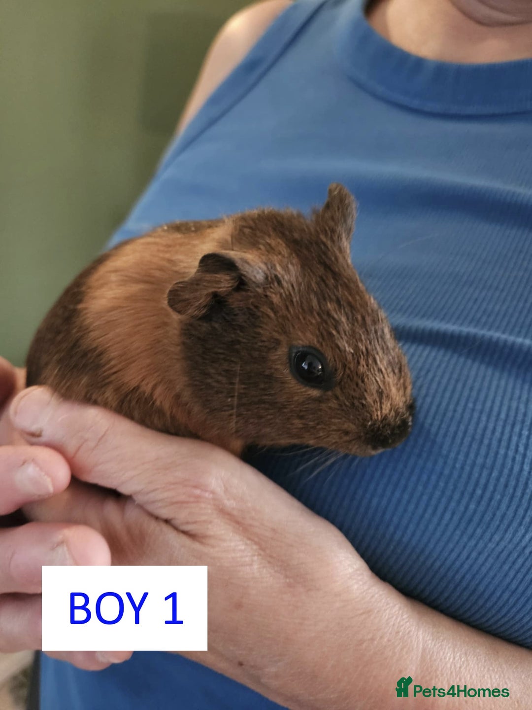 Guinea Pig rodents for sale: Male Guinea Pigs For Sale - Image 2