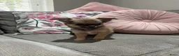 Chihuahua dogs for sale: Outstanding Long Coat Males in Washington - Advert 10