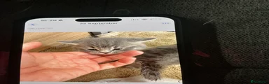 Scottish Fold 2