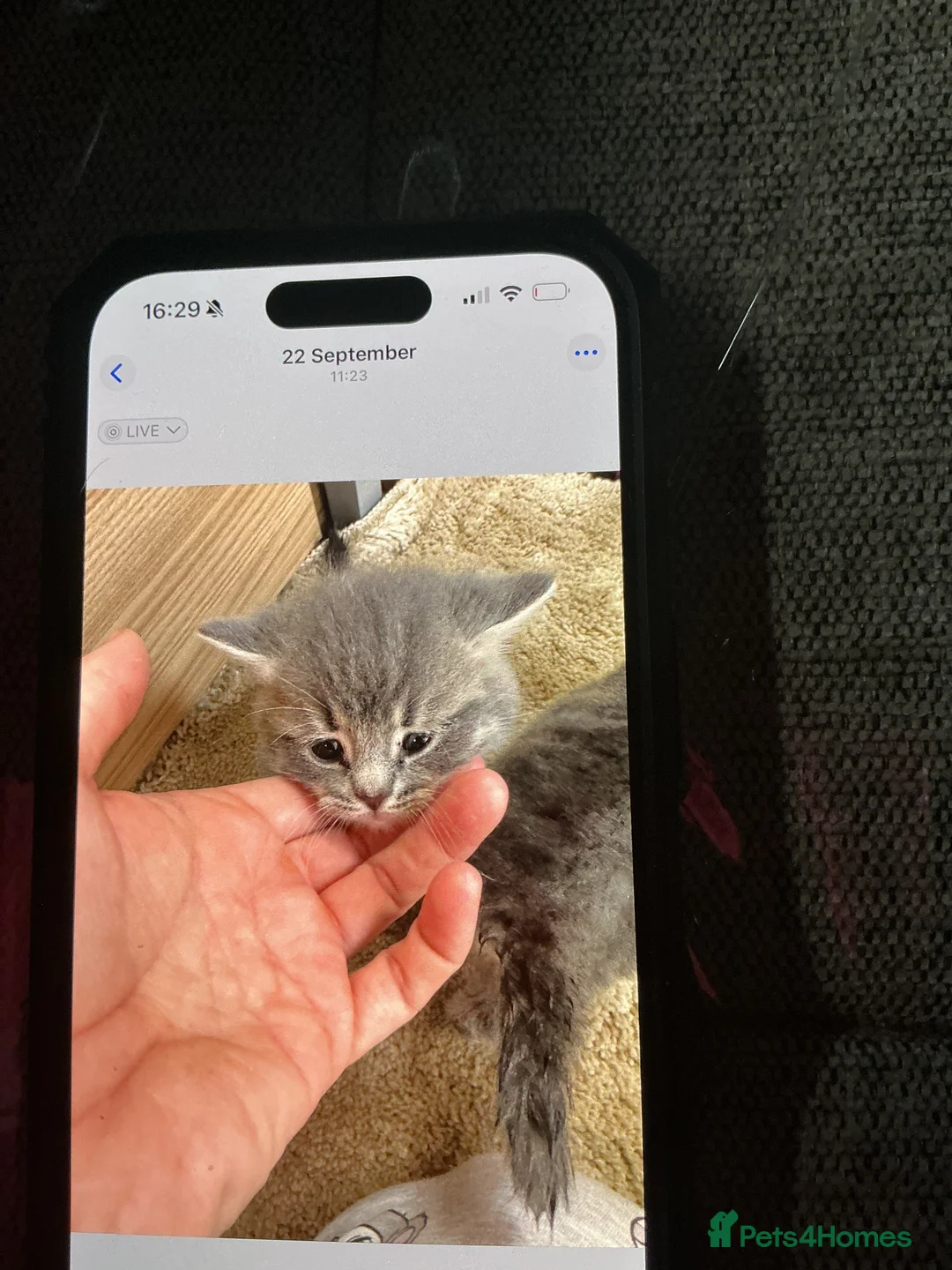 Scottish Fold cats for sale: Scottish fold in Banff - Advert 2