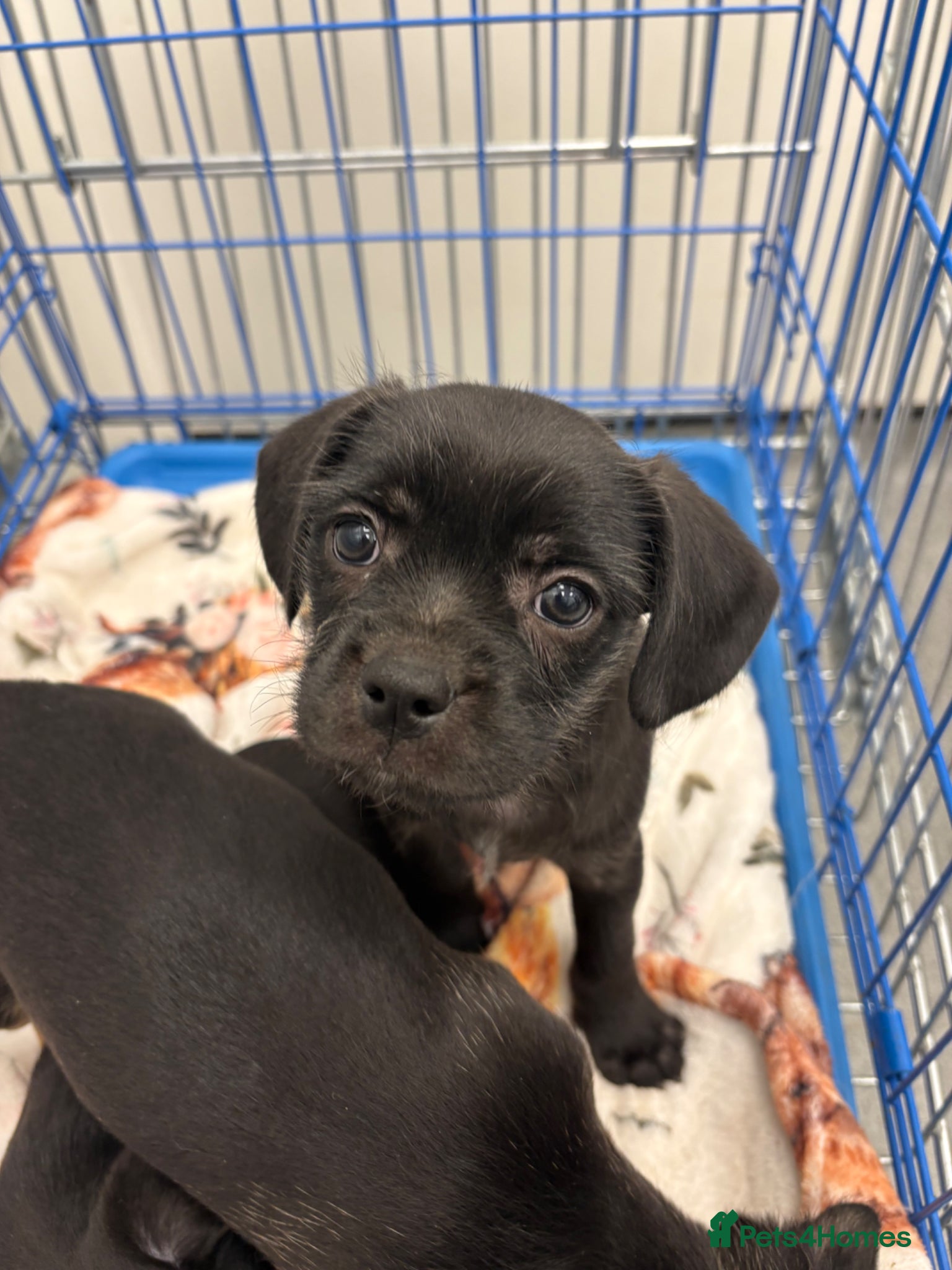 Mixed Breed dogs 1 boy left of a litter of 5 - Advert 2