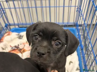 Mixed Breed dogs 1 boy left of a litter of 5 - Advert 8