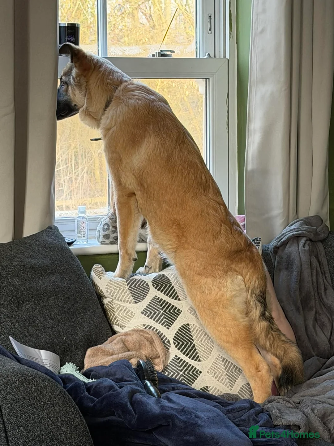 Mixed Breed dogs for sale: 7 month German Shepherd X kangal in Winchester - Advert 2