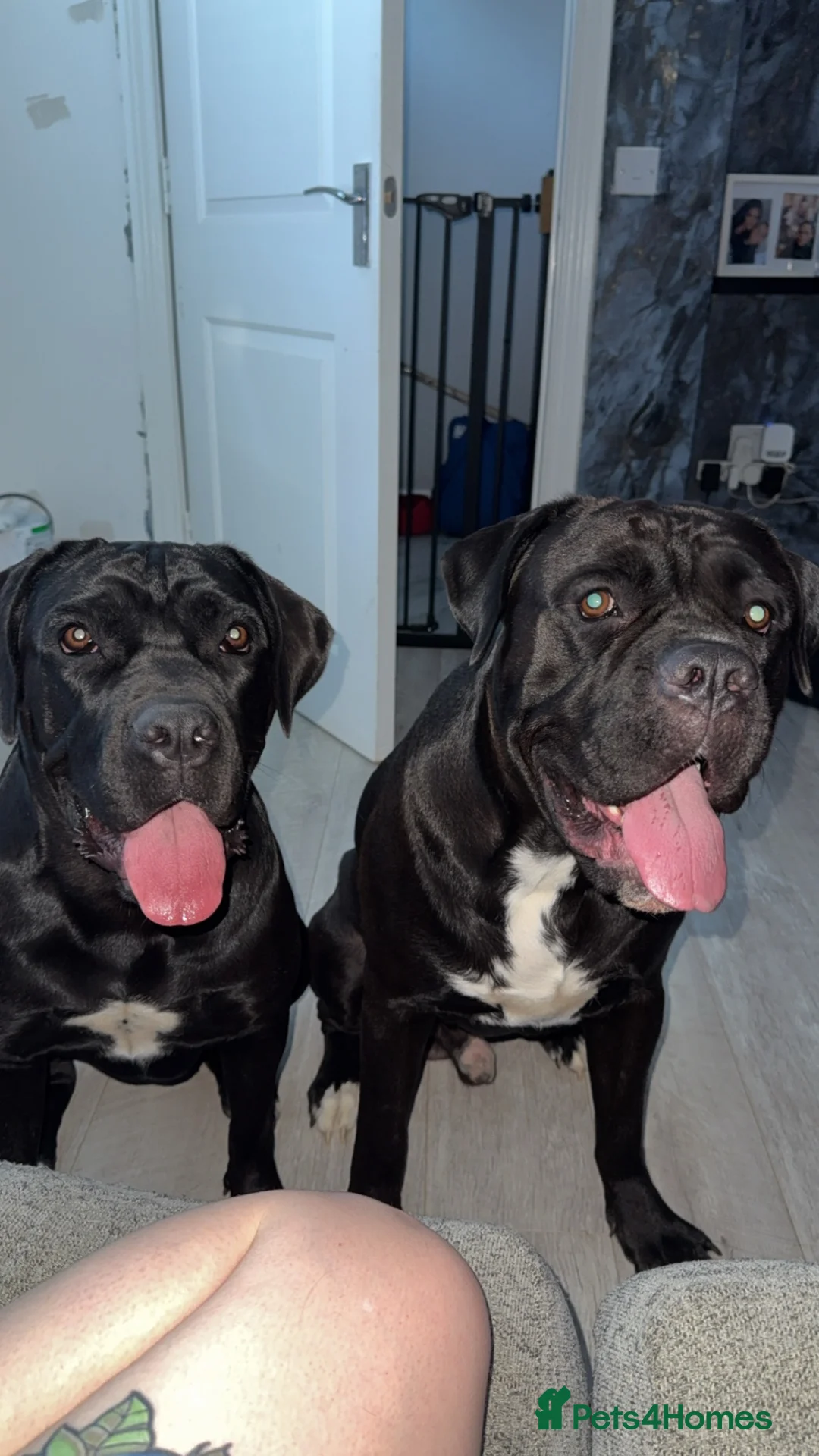 Cane Corso dogs for sale: Bear & Aura - Advert 3
