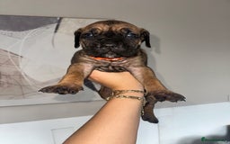 Cane Corso dogs for sale: Pure breed cane corso  - Image 10