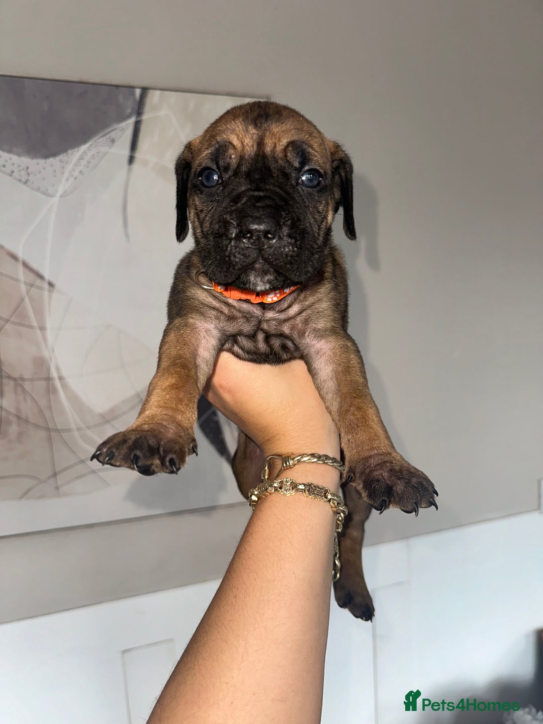 Cane Corso dogs for sale: Pure breed cane corso  - Image 10