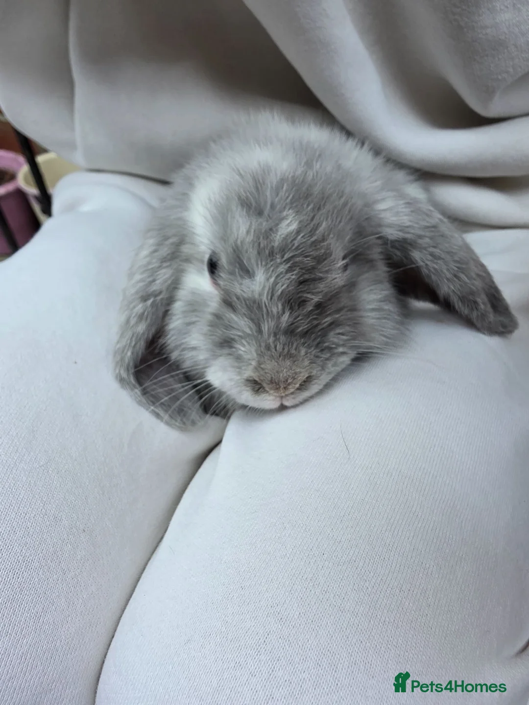 Mini Lop rabbits for sale: Mini loop - Advert 2
