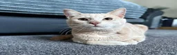 Mixed Breed cats for adoption: WOBBLY WILL - Advert 4