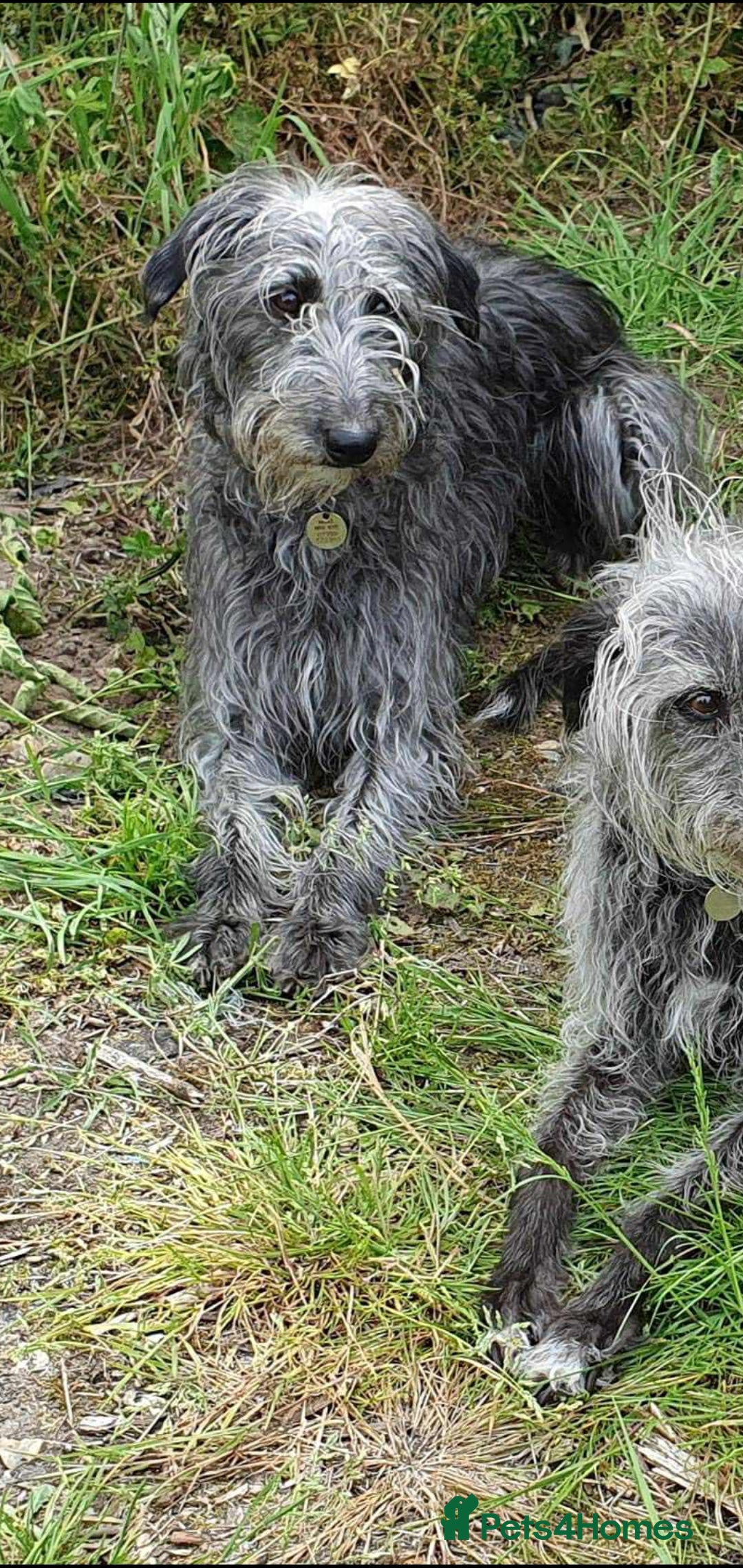 Mixed Breed dogs for sale: Beddy whippet pups - Advert 1