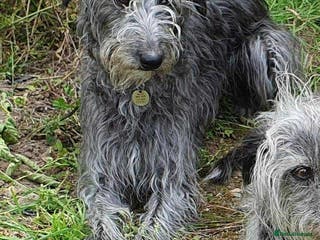 Mixed Breed dogs Beddy whippet pups - Advert 1