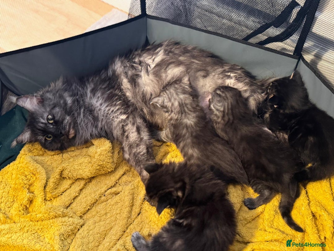 Maine Coon cats for sale: Maine Coon kittens one Blue boy left. - Advert 4