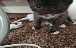 Mixed Breed cats for sale: 2 Beautiful little Boy kittens tabby & black white - Image 4