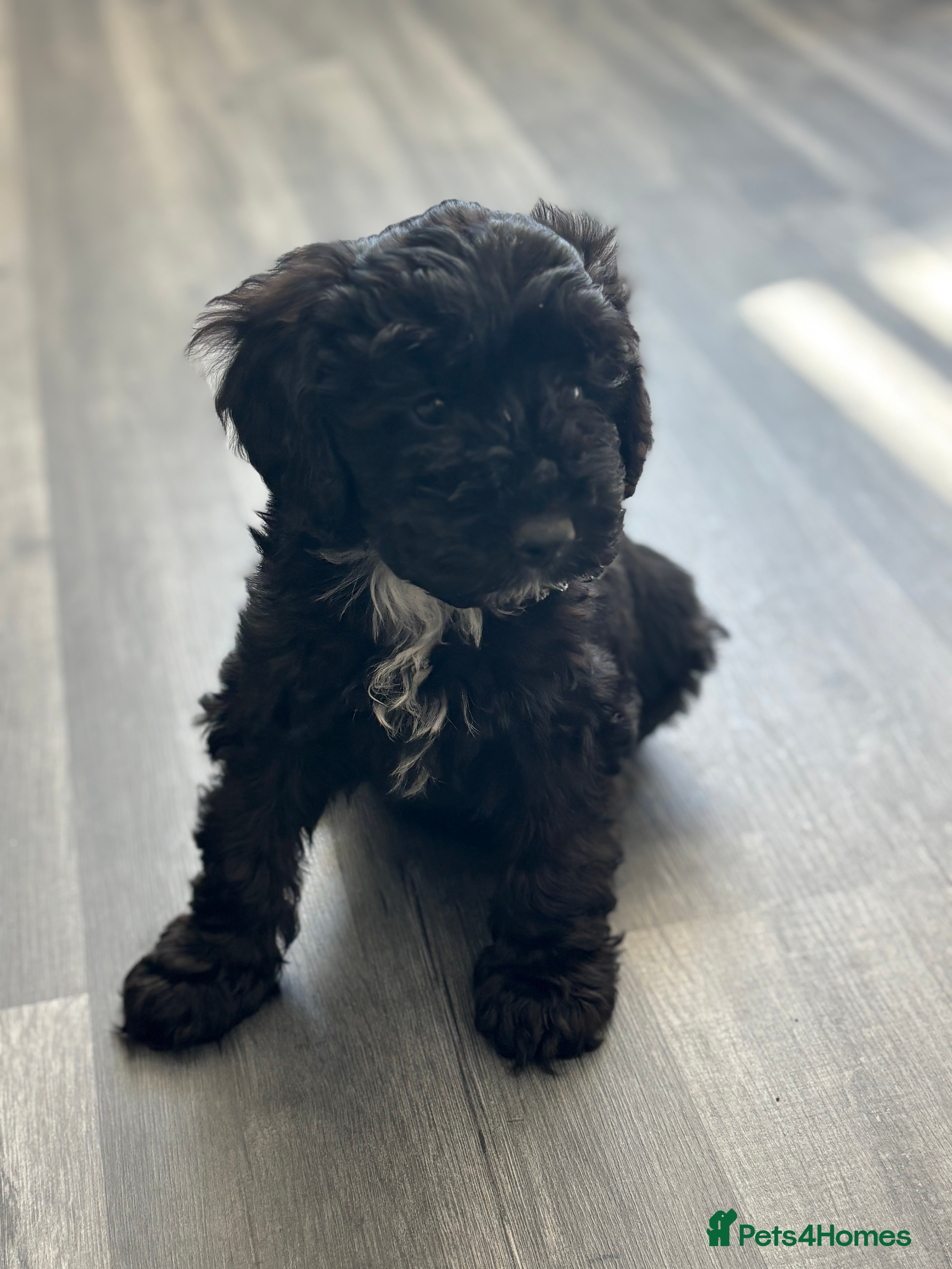 Cockapoo dogs Cockapoo puppies  - Advert 17