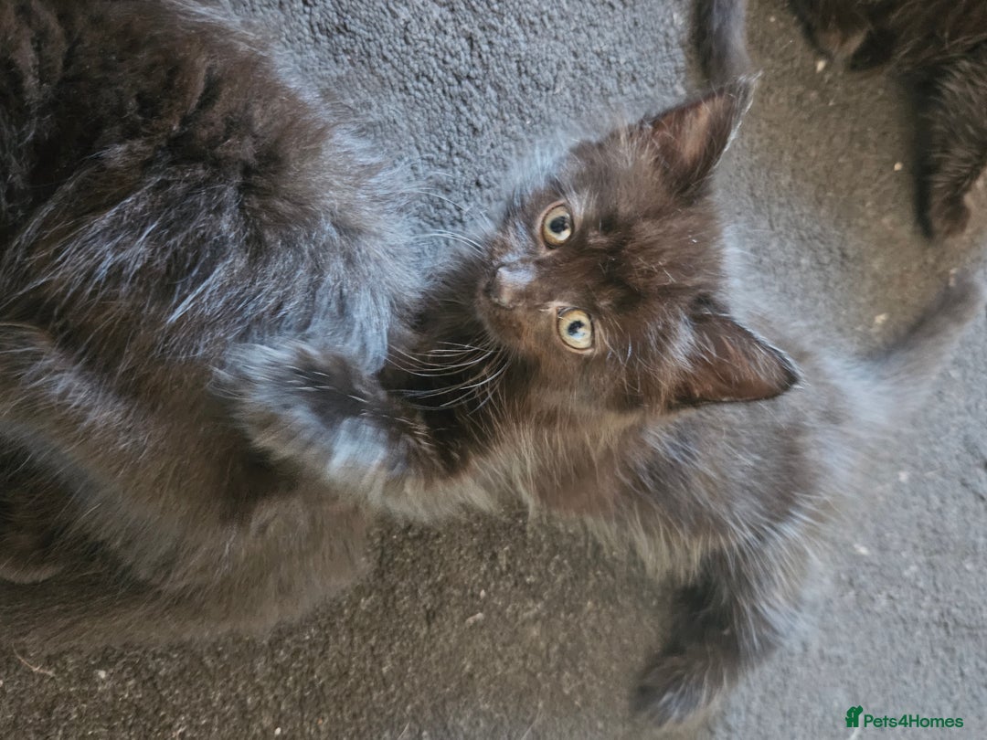 Mixed Breed cats for sale: 5 kittens for sale  - Image 4