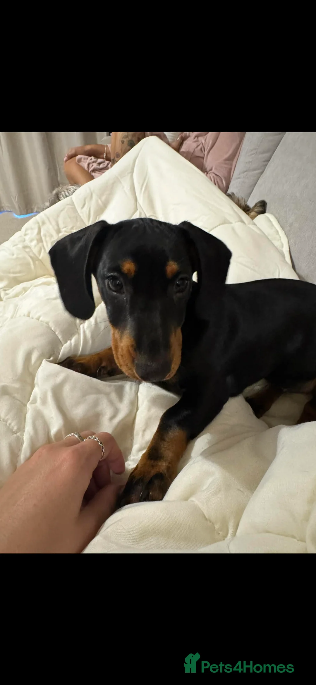 Miniature Dachshund dogs for sale: female miniature dachshund  - Advert 5