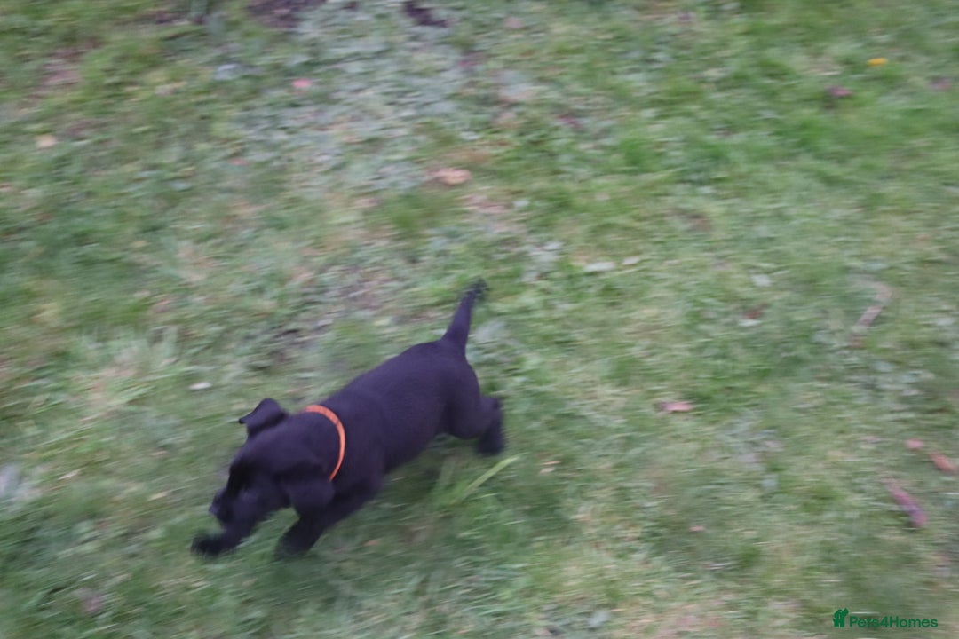 Labrador Retriever dogs for sale: 1 Black Labrador bitch left ready to go now  - Image 17