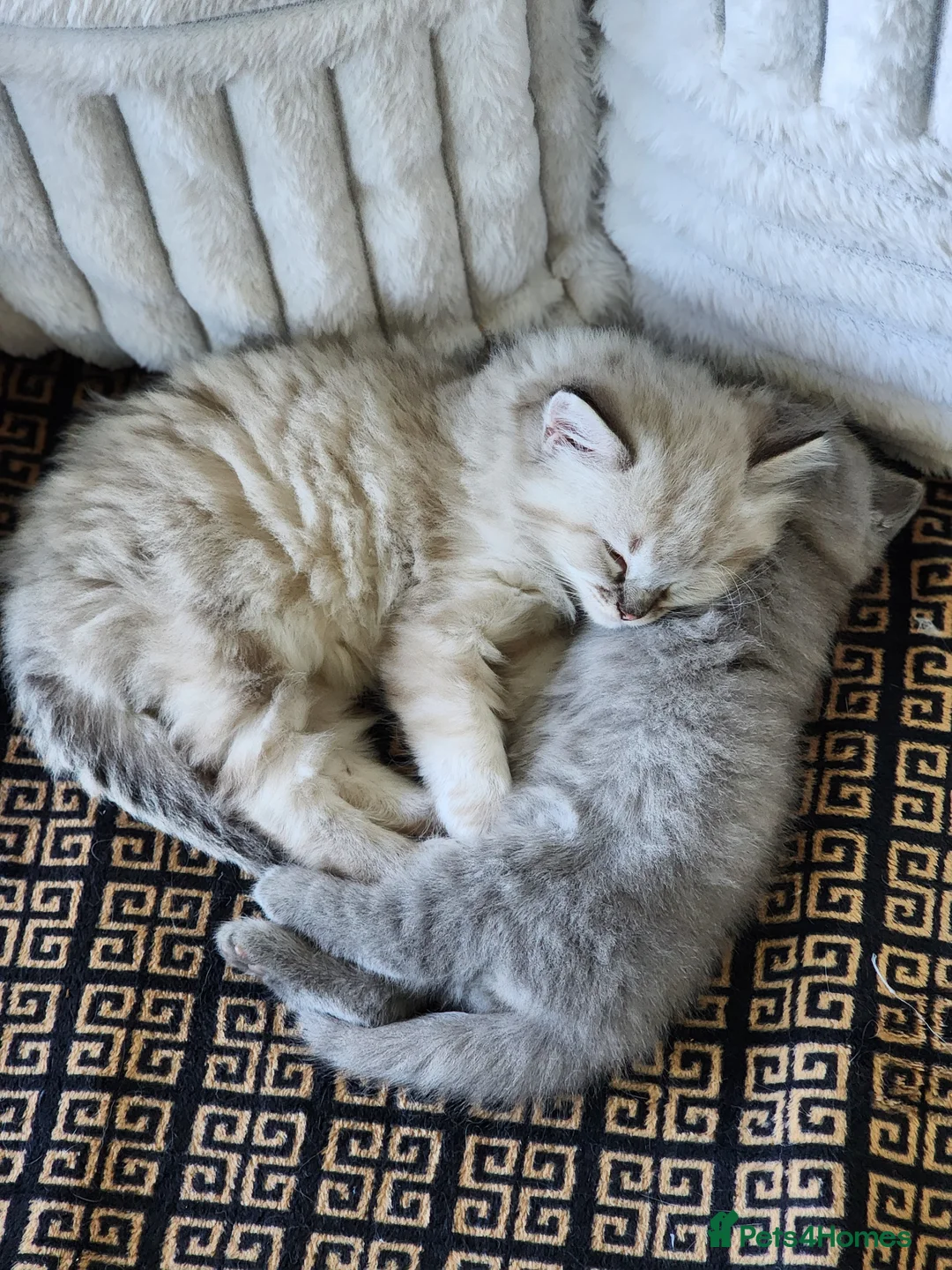 Ragdoll cats for sale: Ragdoll mix Perdoll kittens  - Advert 1