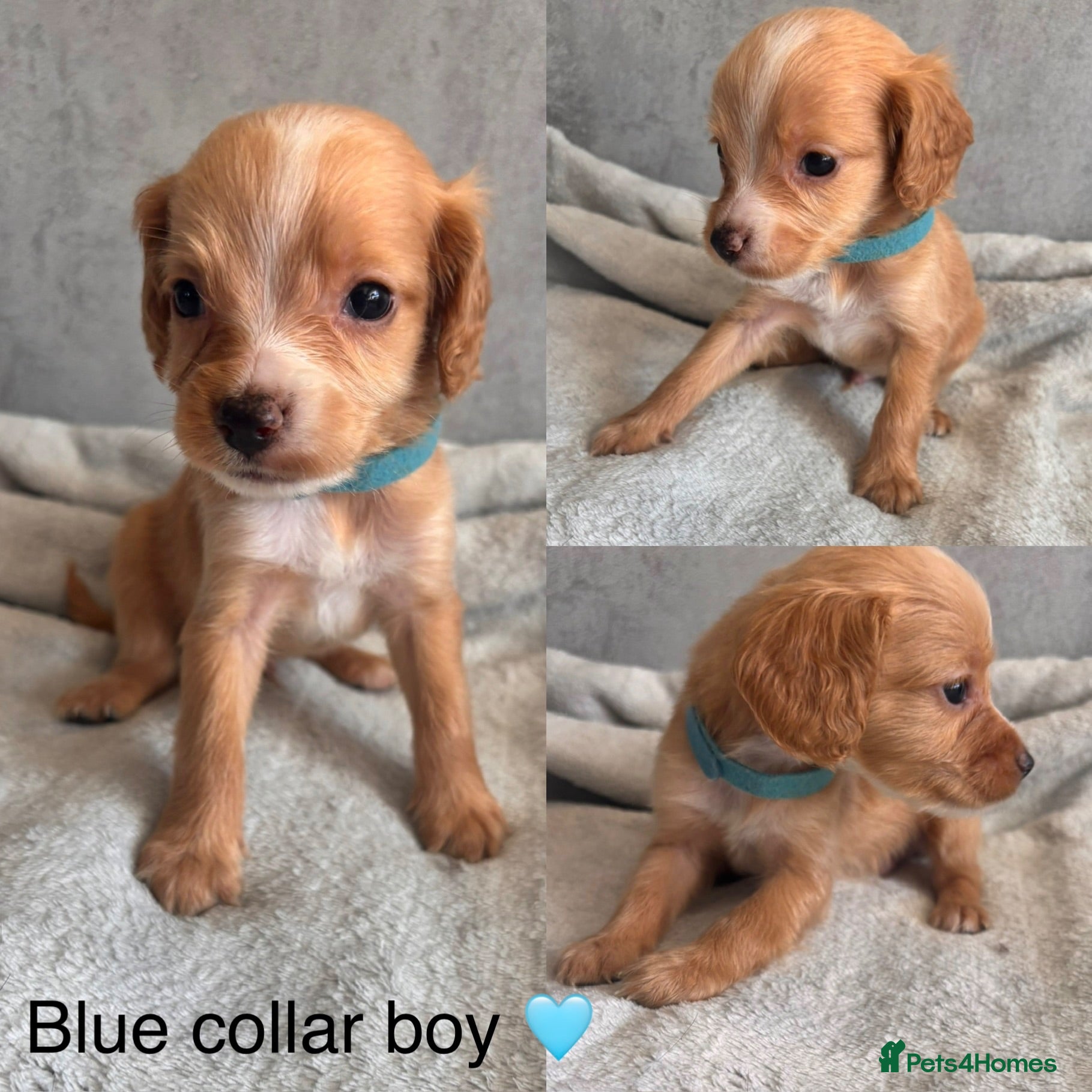 Cockapoo dogs 7 beautiful cockapoo puppies for sale - 1 reserved - Advert 2