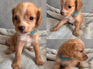 Cockapoo dogs 7 beautiful cockapoo puppies for sale - 1 reserved - Advert 1