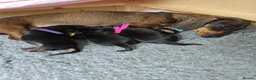 Dachshund dogs for sale: Dachshund Puppies in Redditch - Advert 16