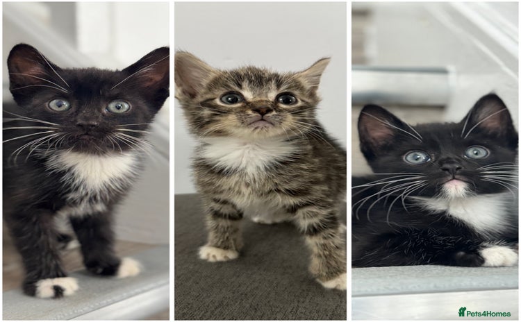 Mixed Breed cats - Advert 4