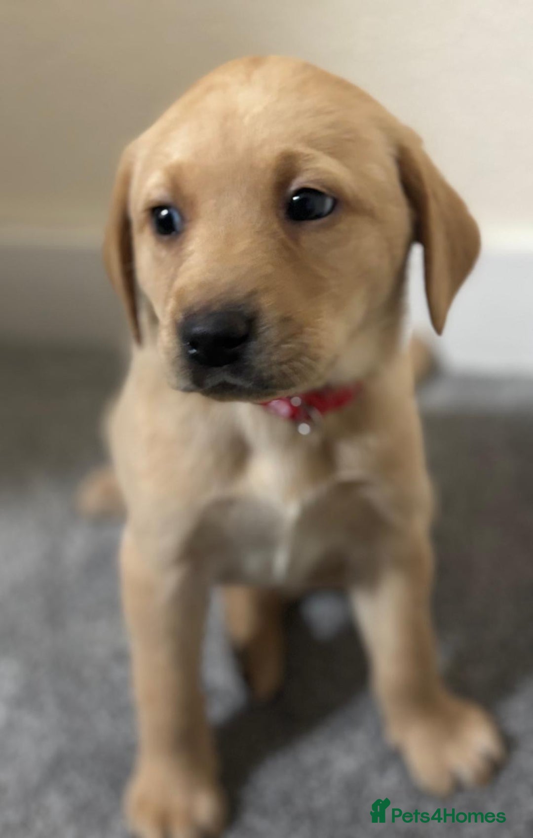 Labrador Retriever dogs for sale: Labrador puppies - Advert 34