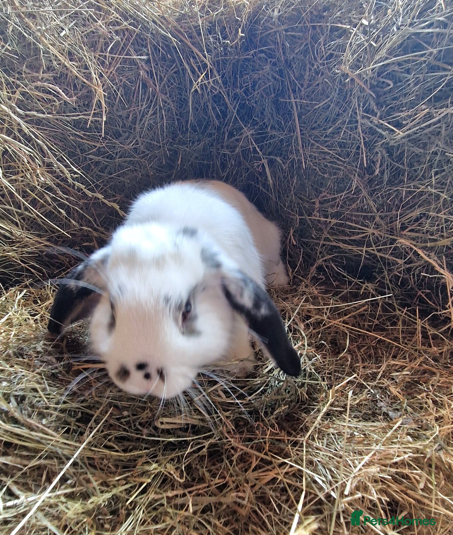 Mini Lop rabbits for sale: Beautiful mini lop boy for sale - Advert 2