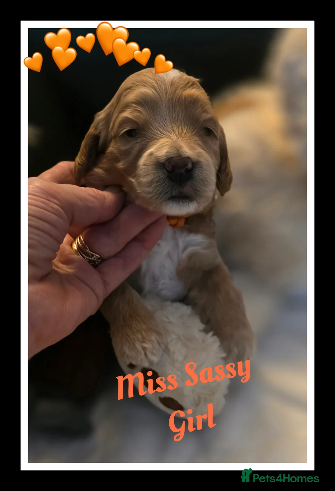 Cockapoo dogs for sale: Adorable Cockerpoo Teddy Bears - Advert 5