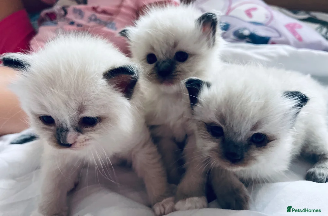 Ragdoll cats for sale: Beautiful Ragdolls for sale  in Halesowen - Advert 1