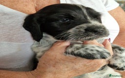 Cocker Spaniel dogs for sale: Cocker spaniel puppies for sale - Image 7