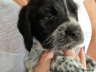 Cocker Spaniel dogs Cocker spaniel puppies for sale - Advert 7