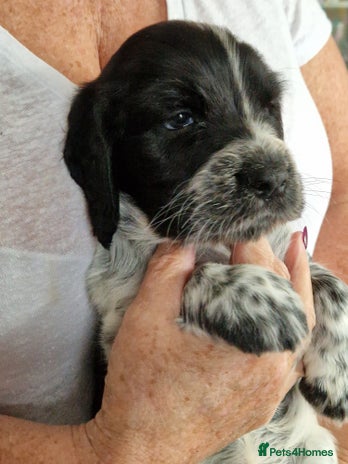 Cocker Spaniel dogs Cocker spaniel puppies for sale - Advert 4