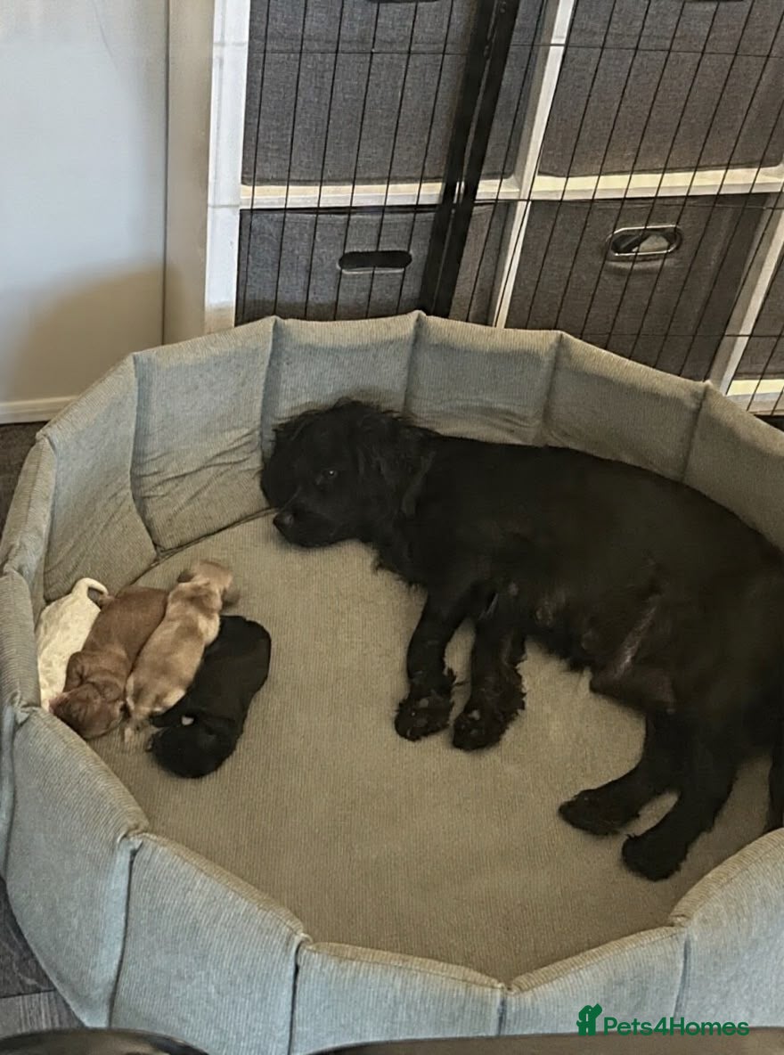 Cocker Spaniel dogs Working Cocker spaniel puppies  - Advert 1