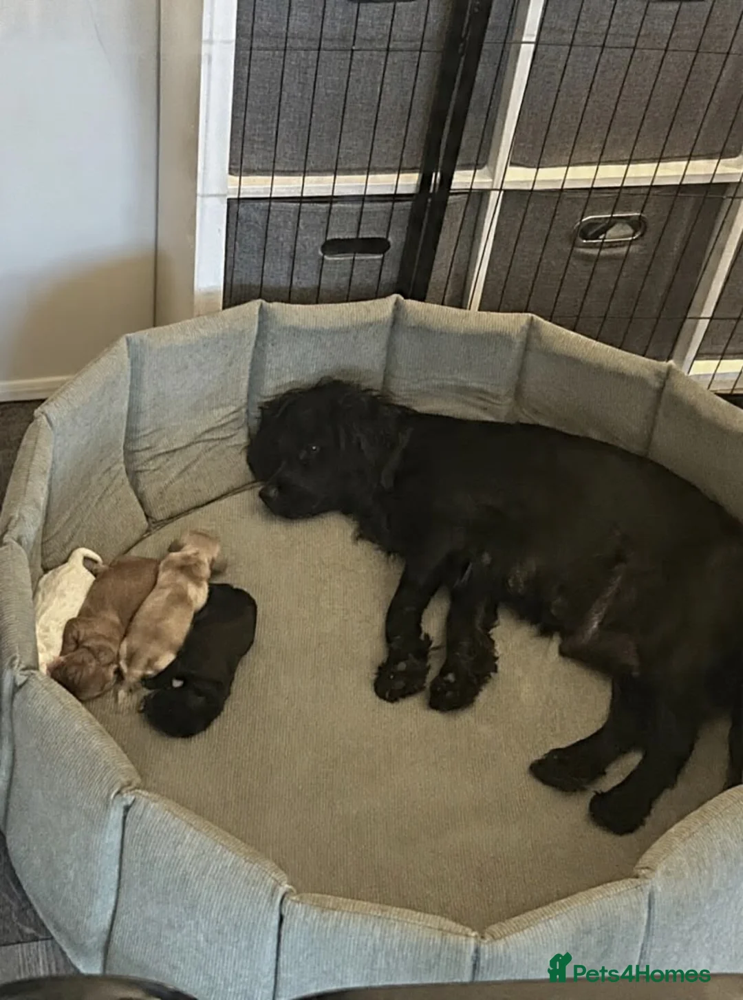 Cocker Spaniel dogs for sale: Working Cocker spaniel puppies  - Advert 1