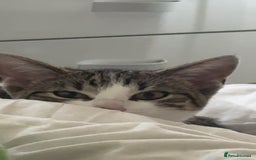 Mixed Breed cats for sale: Long haired Silver tabby and foster kitten - Image 3