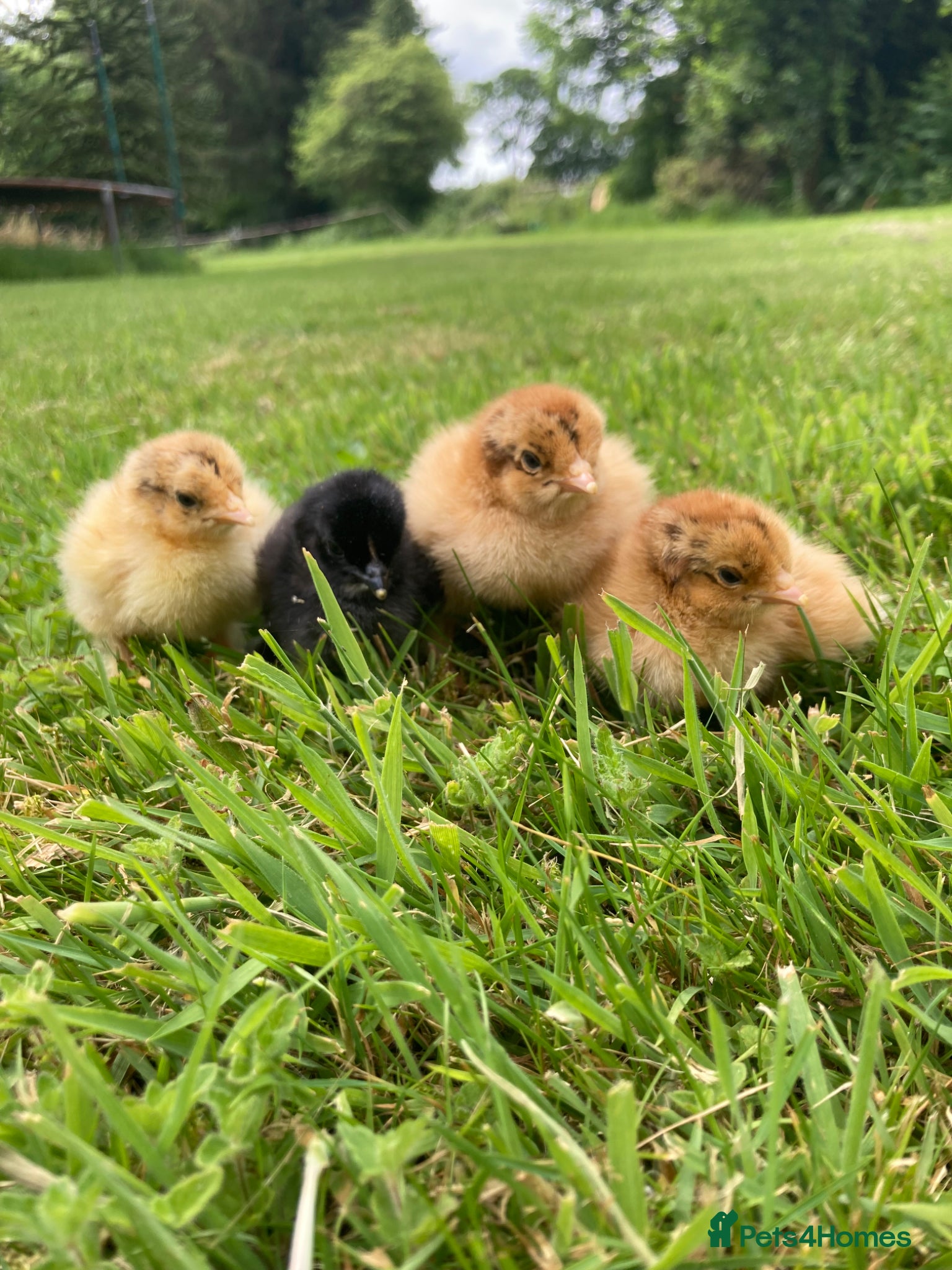 Chickens poultry for sale: 4 pekin/ pekin cross chicks available  in Chard - Advert 1