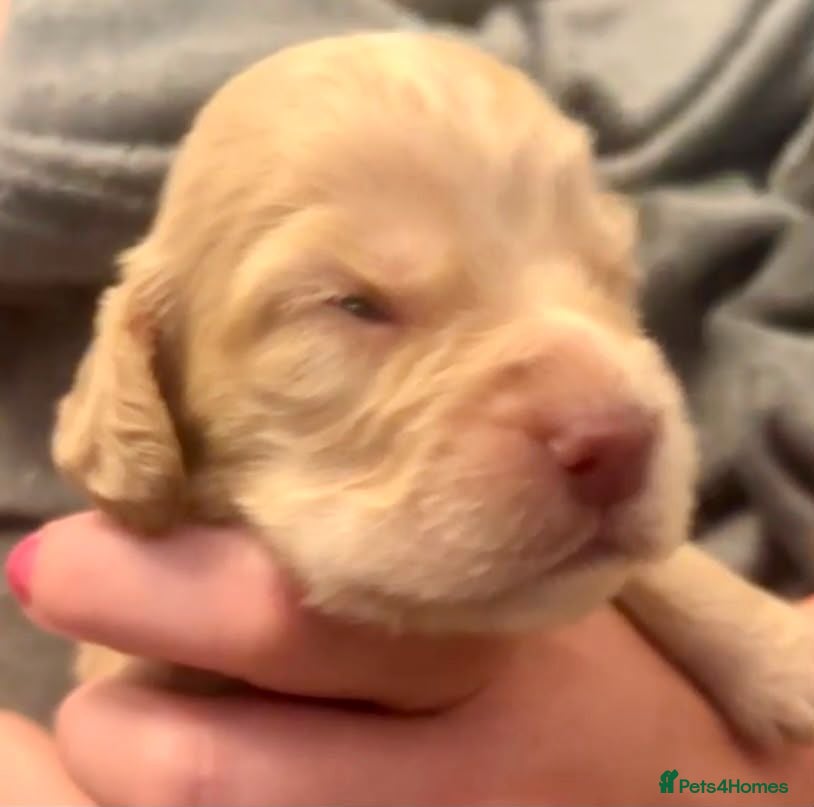 Cocker Spaniel dogs Stunning working cocker spaniel puppys - Advert 2