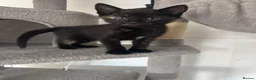 Domestic Shorthair cats for sale: 5 kittens available for their forever home 🩷💙 - Advert 16