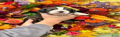 Saint Bernard 2