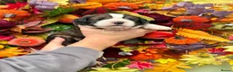 Saint Bernard dogs for sale: 4 gorgeous st Bernese puppies looking for homes - Advert 8